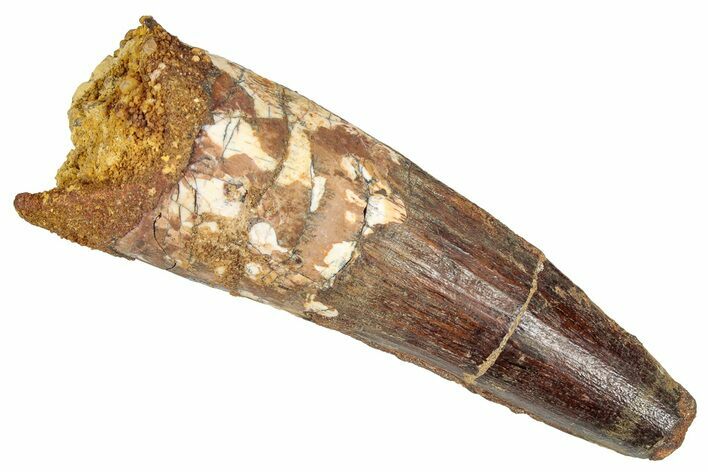 Fossil Spinosaurus Tooth - Real Dinosaur Tooth #348639